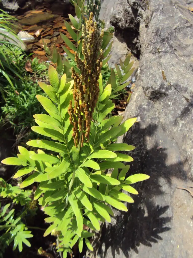 Photo of Osmunda regalis - Flower and Leaves:Vinayaraj
