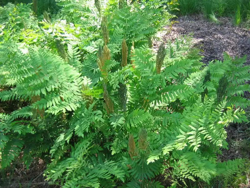 Photo of Osmunda regalis - Full Form:Kristian Peters