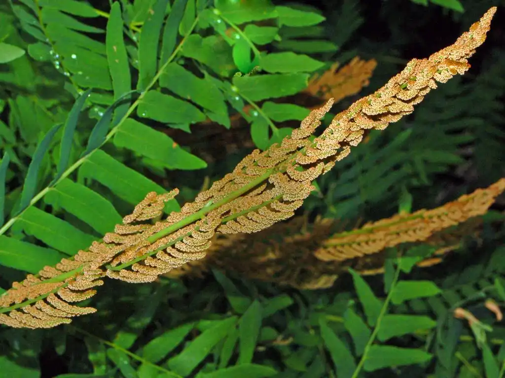 Photo of Osmunda regalis - Flower Close-up:Ettore Balocchi