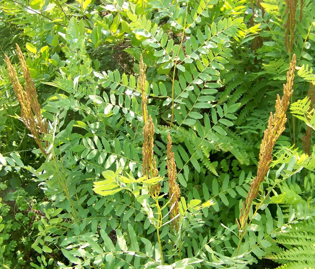 Foto de Osmunda spectabilis (Osmunda spectabiliss)