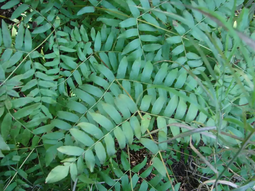 Foto de Osmunda spectabilis (Osmunda spectabiliss)