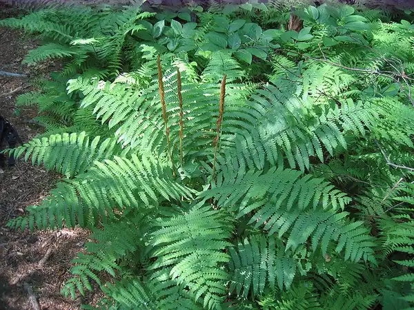 Foto de Osmundastrum cinnamomeum (Osmundastrum cinnamomeums)