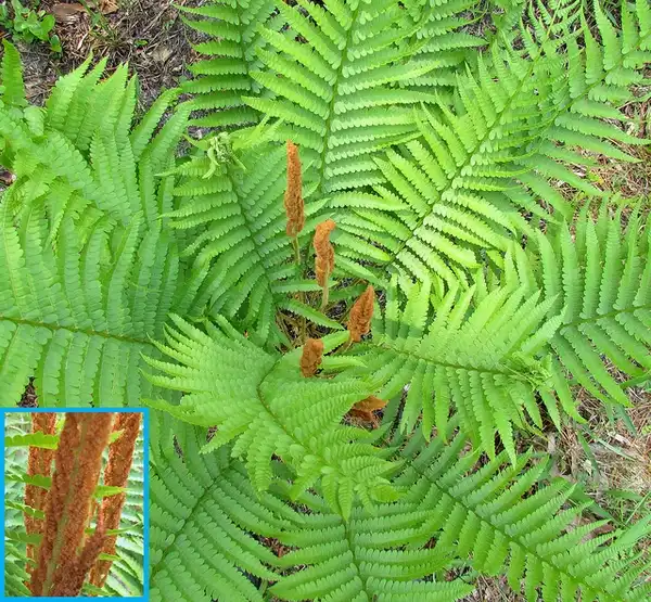 Foto de Osmundastrum cinnamomeum (Osmundastrum cinnamomeums)