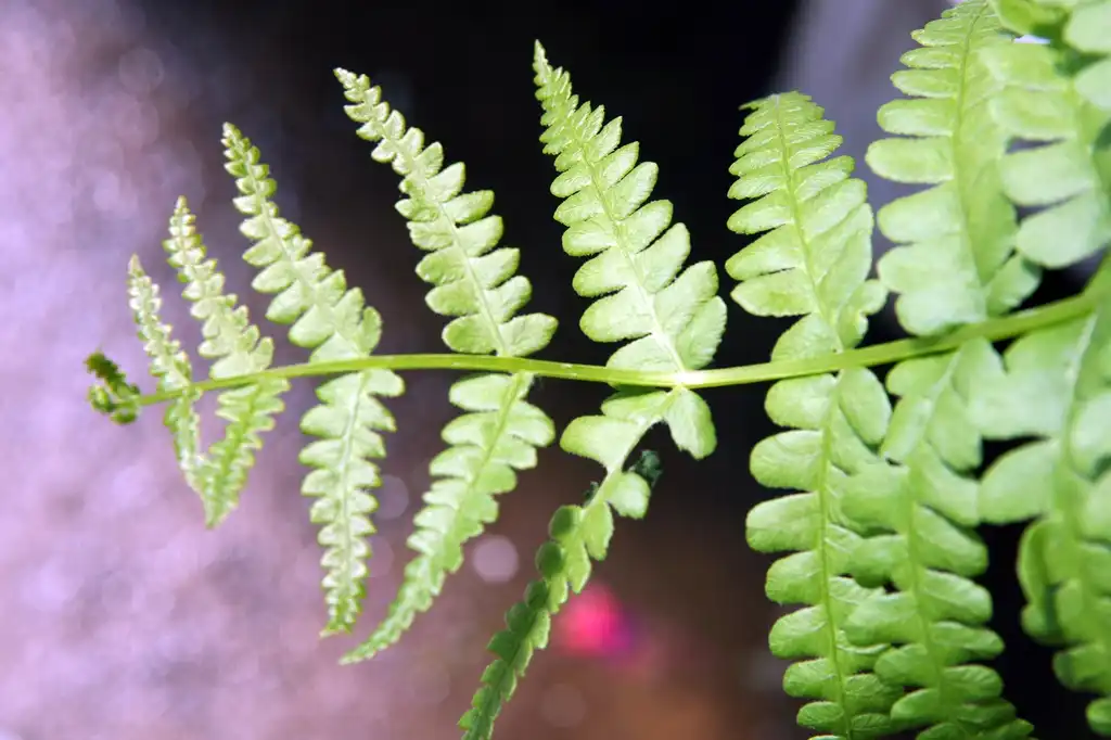 Foto de Osmundastrum cinnamomeum - Leaves Close-up:David J. Stang