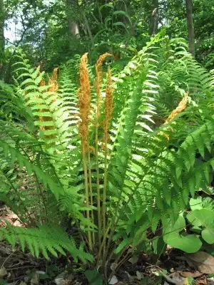 Foto de Osmundastrum cinnamomeum - Form:Joy Weese Moll