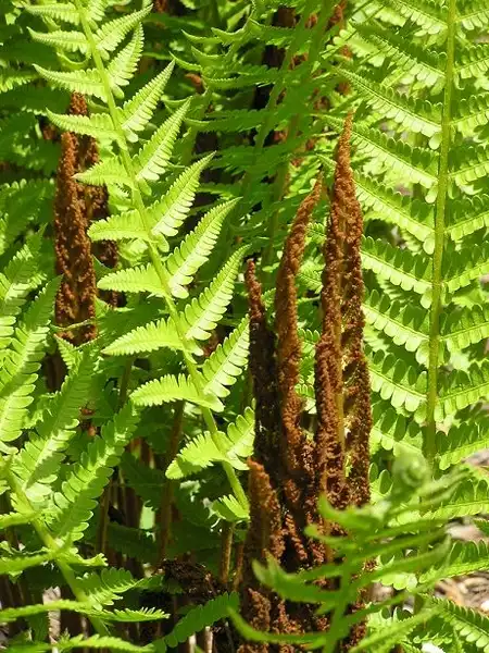 Foto de Osmundastrum cinnamomeum - Fronds:Lindley Ashline