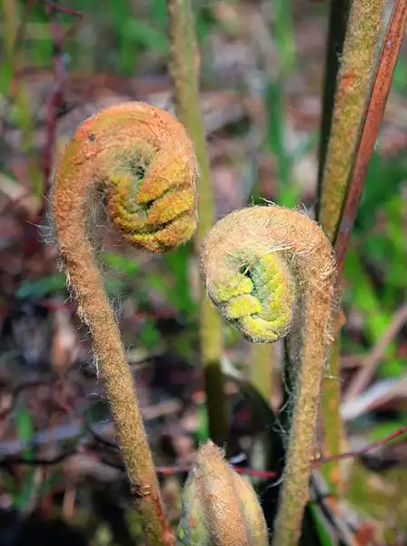 Foto de Osmundastrum cinnamomeum - Unfurling fronds:Nicholas A. Tonelli