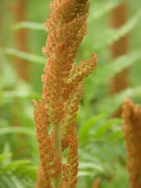 Foto de Osmundastrum cinnamomeum - Fertile fronds:Kerry Woods