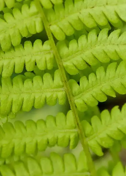 Foto de Osmundastrum cinnamomeum - Close up of Fronds:Wayne National forest