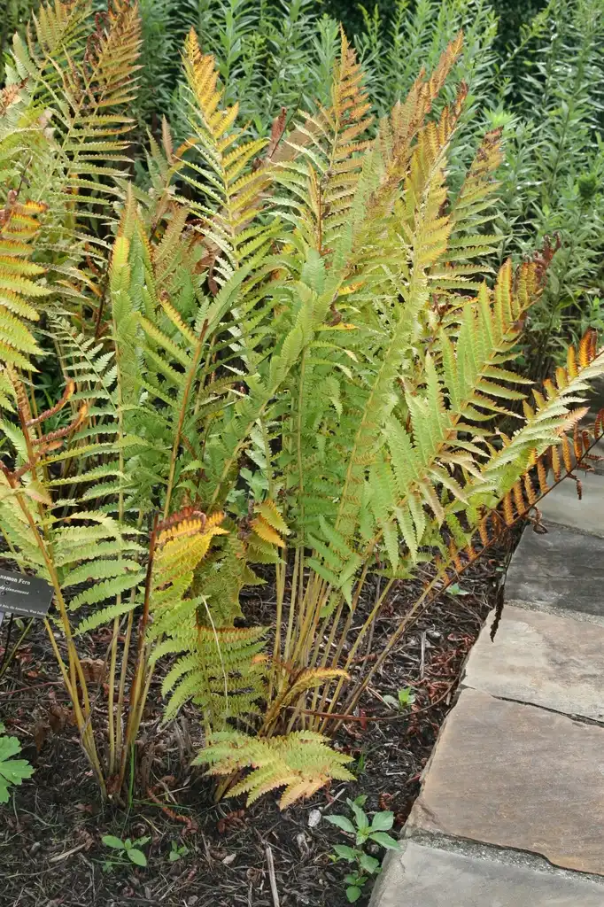 Foto de Osmundastrum cinnamomeum - Full Form:David J. Stang