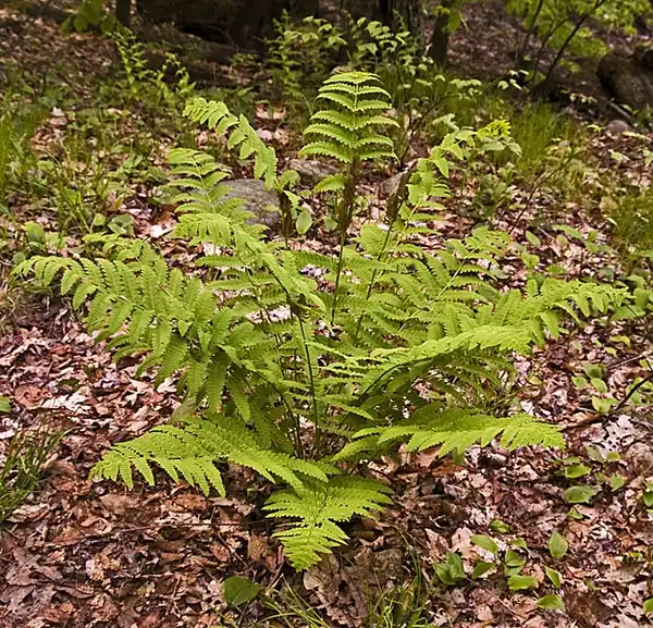 Фото Osmundastrum claytoniana (Osmundastrum claytonianas)