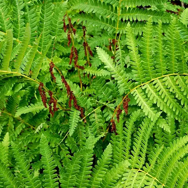 Фото Osmundastrum claytoniana (Osmundastrum claytonianas)