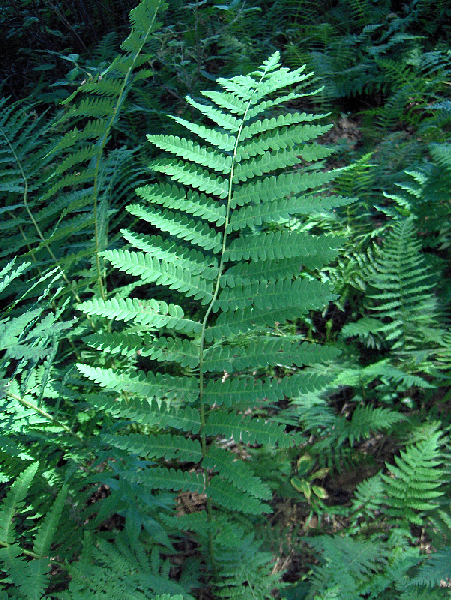 Фото Osmundastrum claytoniana - Frond:Homer Edward Price