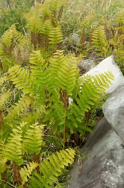 Фото Osmundastrum claytoniana - Fronds:Bahamut Chao