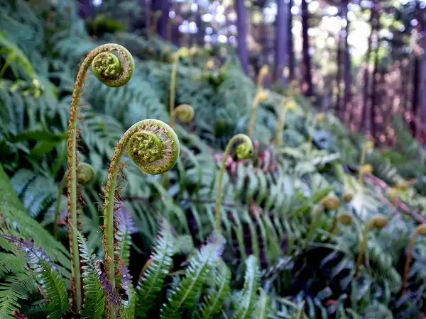 Фото Osmundastrum claytoniana - Fiddleheads:Tamaki Somo