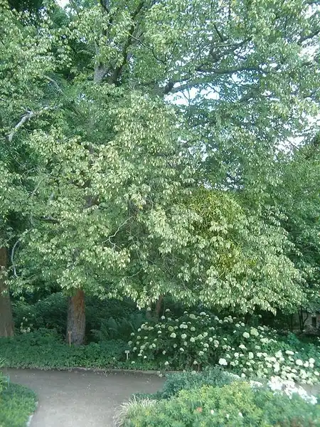 Фото Ostrya virginiana (Ostrya virginianas)