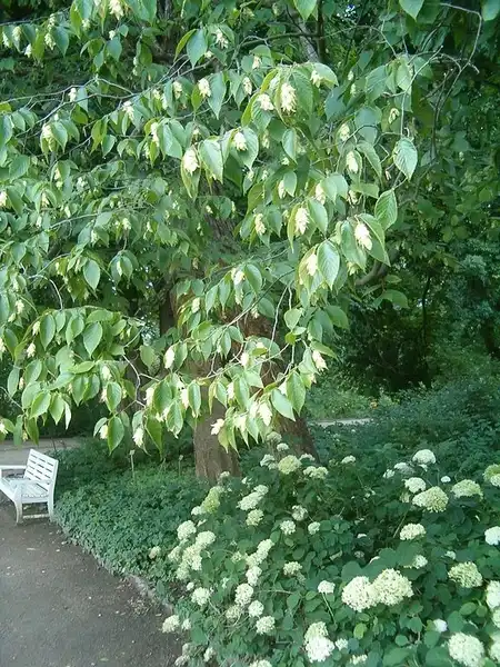 Фото Ostrya virginiana (Ostrya virginianas)