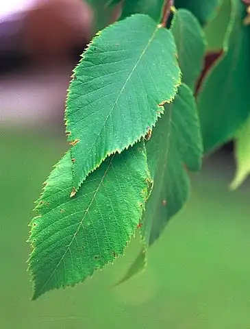 Фото Ostrya virginiana - Leaf: