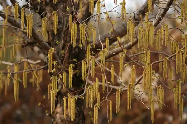 Фото Ostrya virginiana - Male catkins, males are preformed catkins, 1/2 to 1 inches long, in clusters of 3's (resemble birds toes), present throughout the winter:Katja Schultz