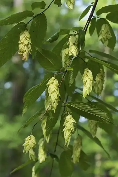 Фото Ostrya virginiana - Fruits, resemble hops:Eric Hunt