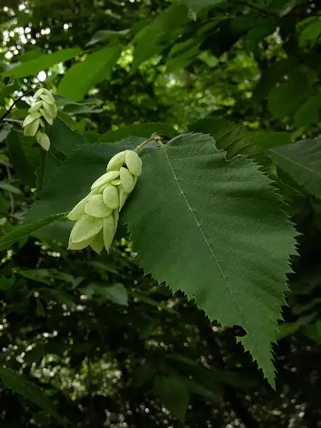 Фото Ostrya virginiana - Fruits:Fritzfhlorrenyolds