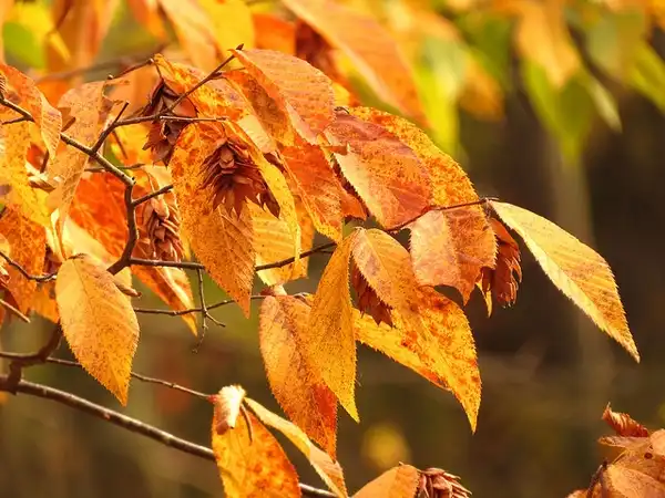 Фото Ostrya virginiana - Fall color is an undistinguished yellow and leaves often drop early.:Katja Schultz