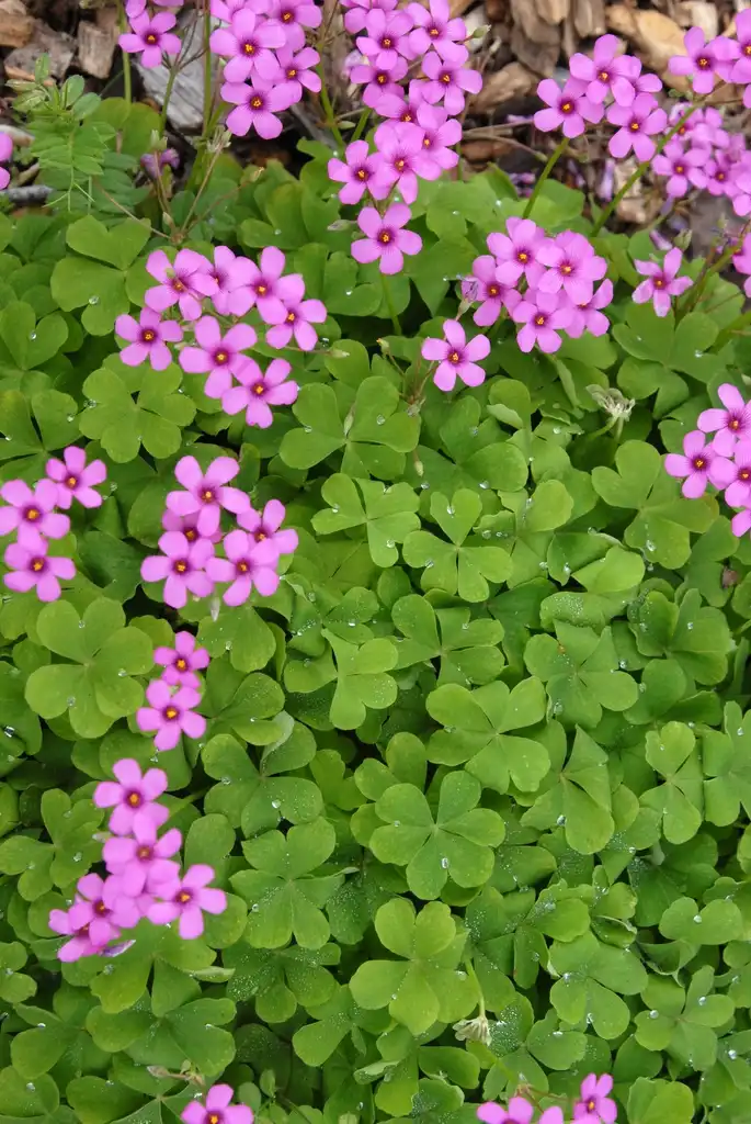 Фото Oxalis articulata (Oxalis articulatas)