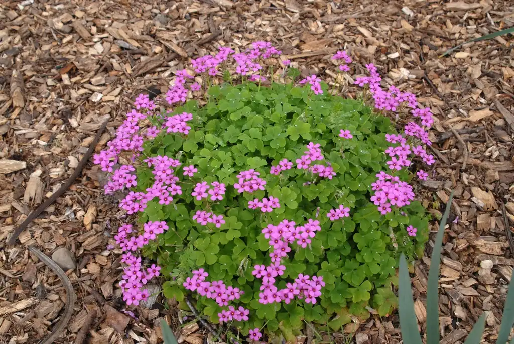Фото Oxalis articulata (Oxalis articulatas)