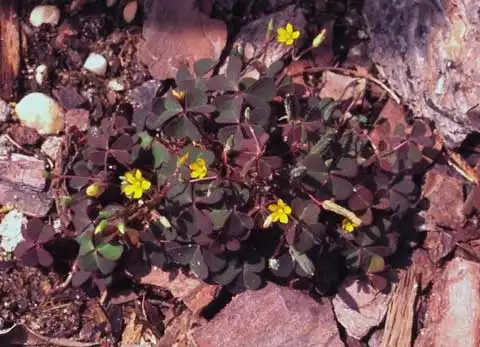 Фото Oxalis corniculata (Oxalis corniculatas)