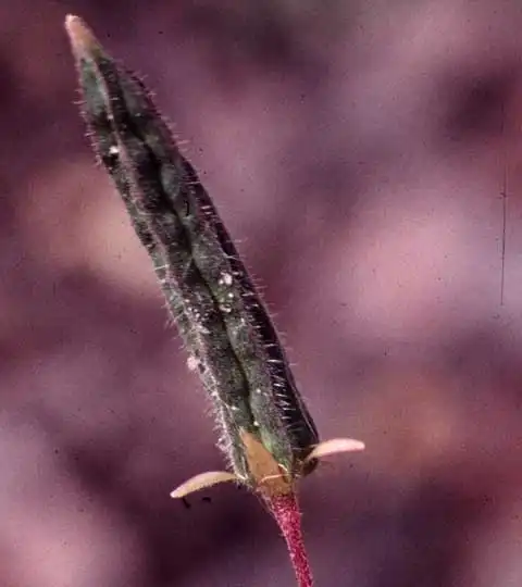 Фото Oxalis corniculata - Oxalis corniculata fruit:Alexander Krings