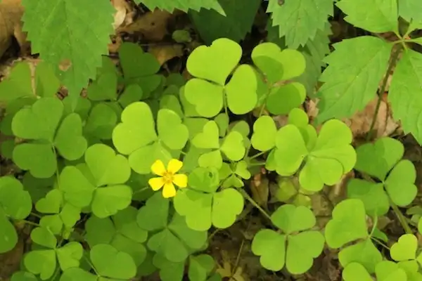 Foto de Oxalis grandis (Oxalis grandiss)