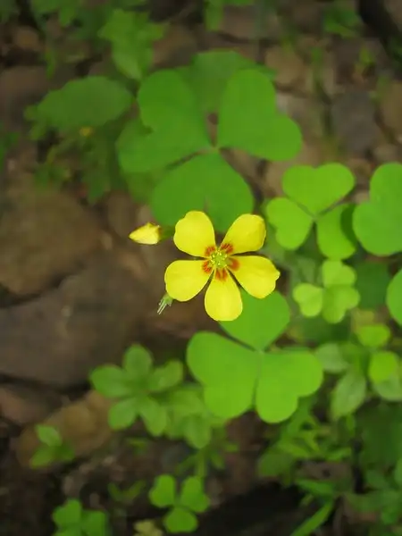 Foto de Oxalis grandis (Oxalis grandiss)
