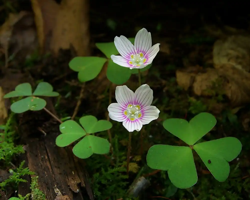 Foto de Oxalis montana (Oxalis montanas)