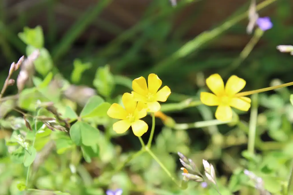 Фото Oxalis stricta (Oxalis strictas)
