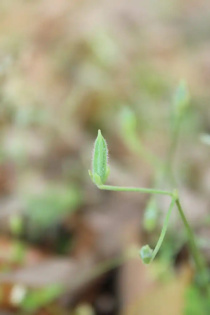 Фото Oxalis stricta - Seedpod:Kira Sims