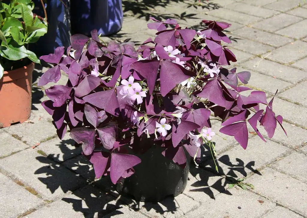 Photo of Oxalis triangularis (Oxalis triangulariss)