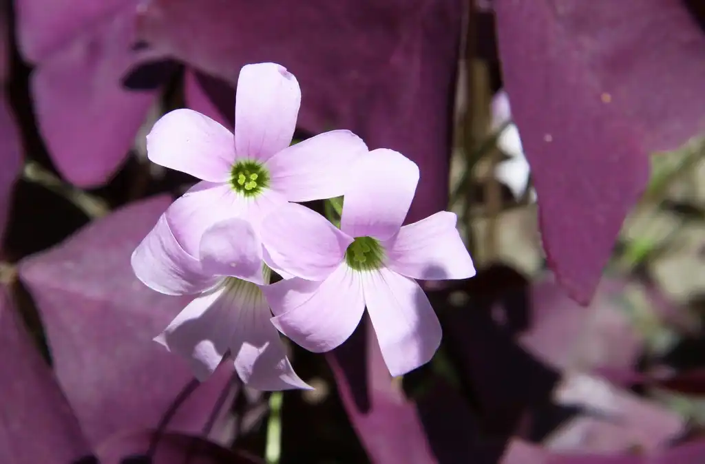 Photo of Oxalis triangularis (Oxalis triangulariss)