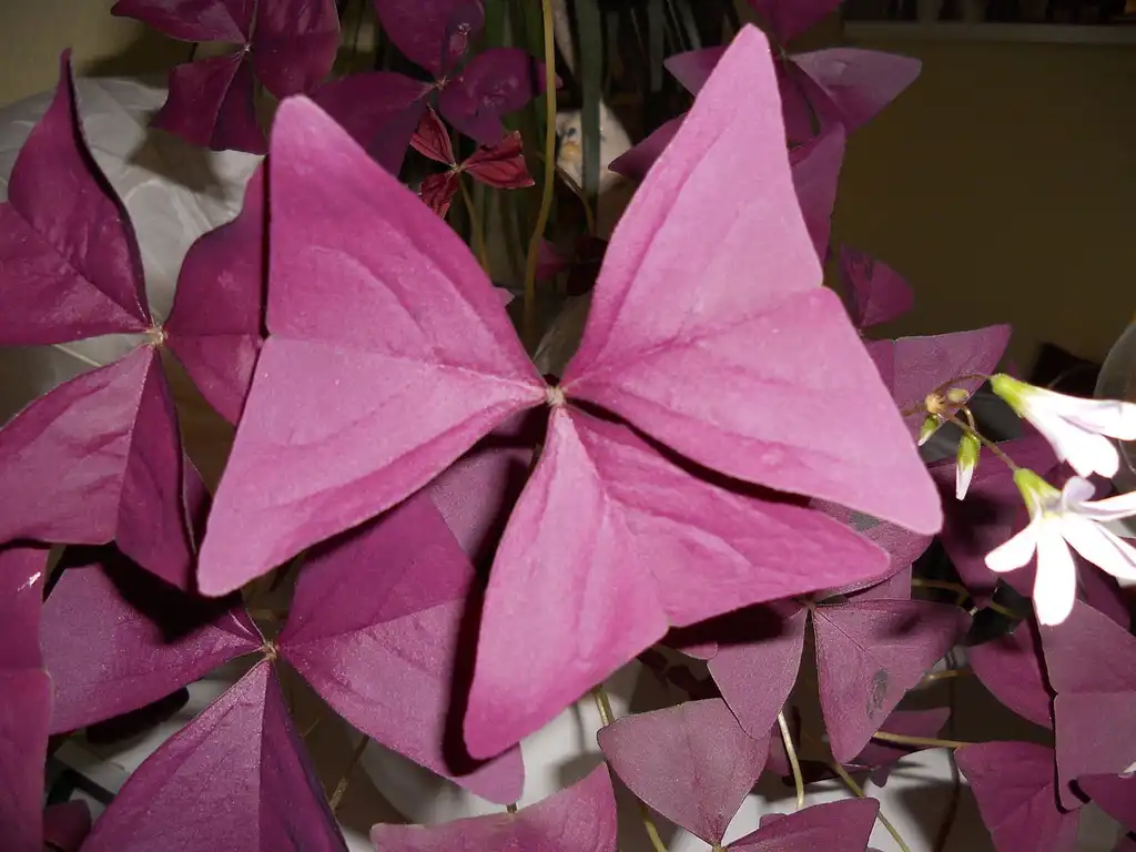 Photo of Oxalis triangularis - Leaves:me
