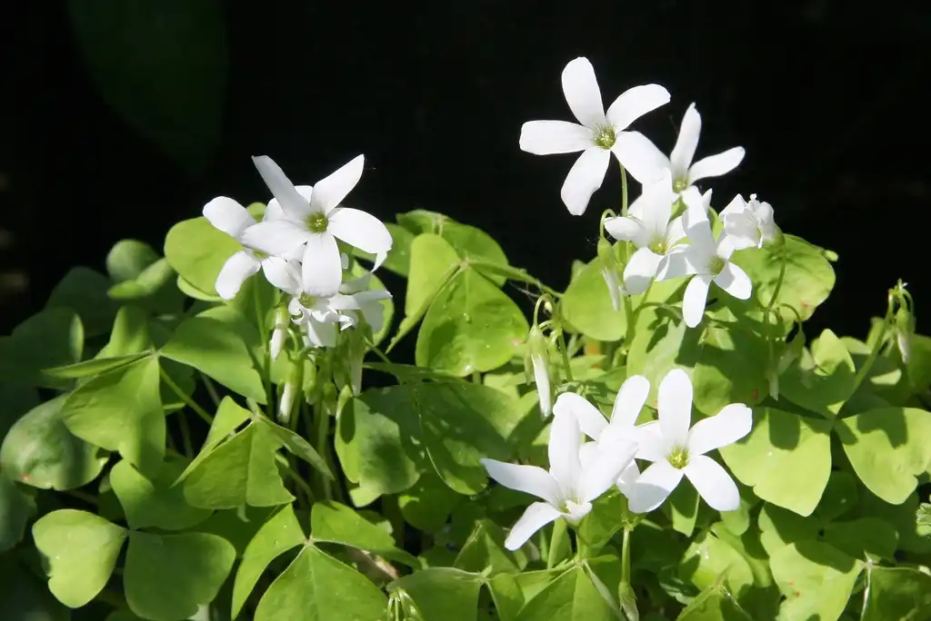 Photo of Oxalis triangularis - Green leaves:Maja Dumat