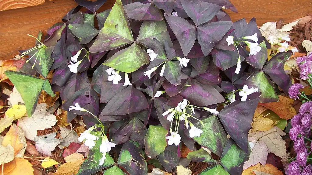 Photo of Oxalis triangularis - Leaves:Quercus2018