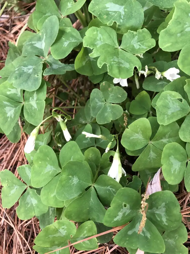 Photo of Oxalis (Oxaliss)