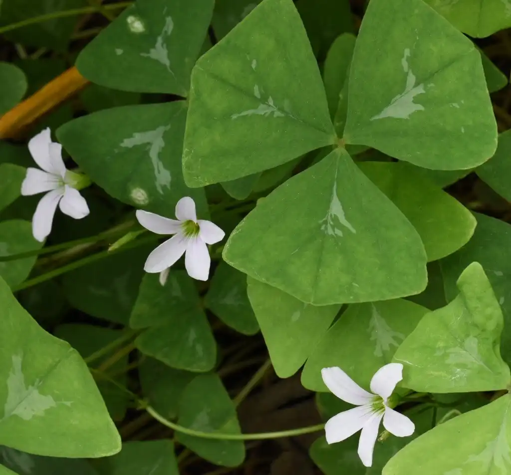 Photo of Oxalis (Oxaliss)