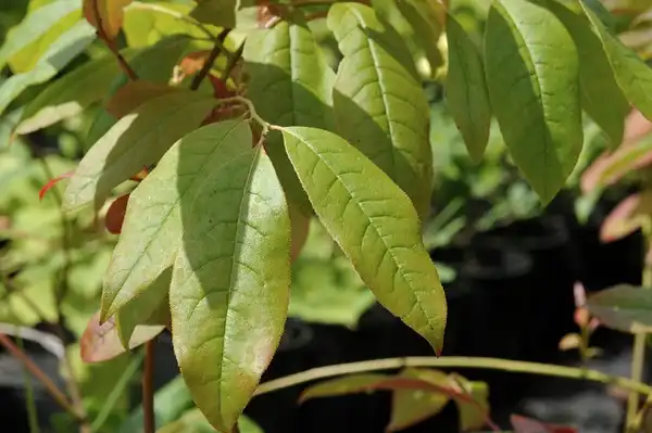 Фото Oxydendrum arboreum (Oxydendrum arboreums)