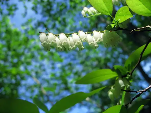 Фото Oxydendrum arboreum (Oxydendrum arboreums)