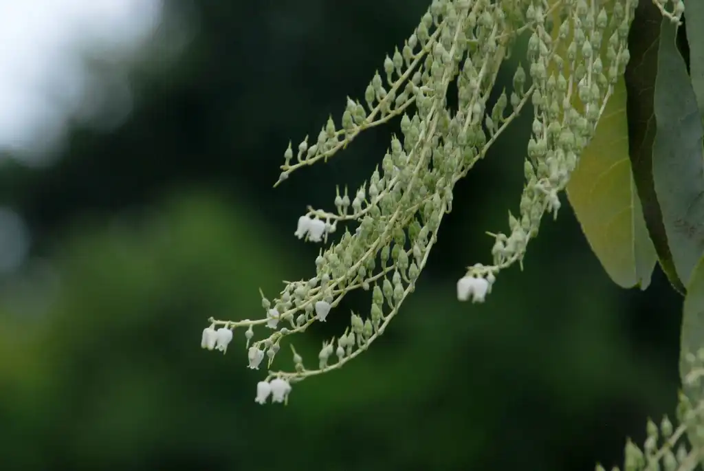 Фото Oxydendrum arboreum - Flowers (Asheville, NC):Jim Robbins