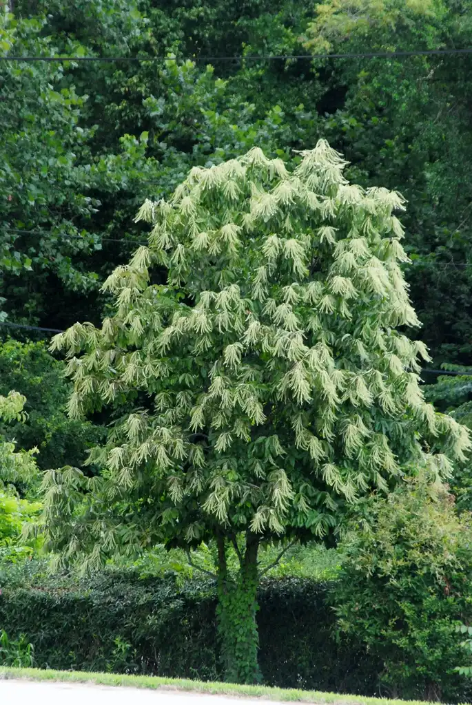 Фото Oxydendrum arboreum - Flower Form (Asheville, NC):Jim Robbins