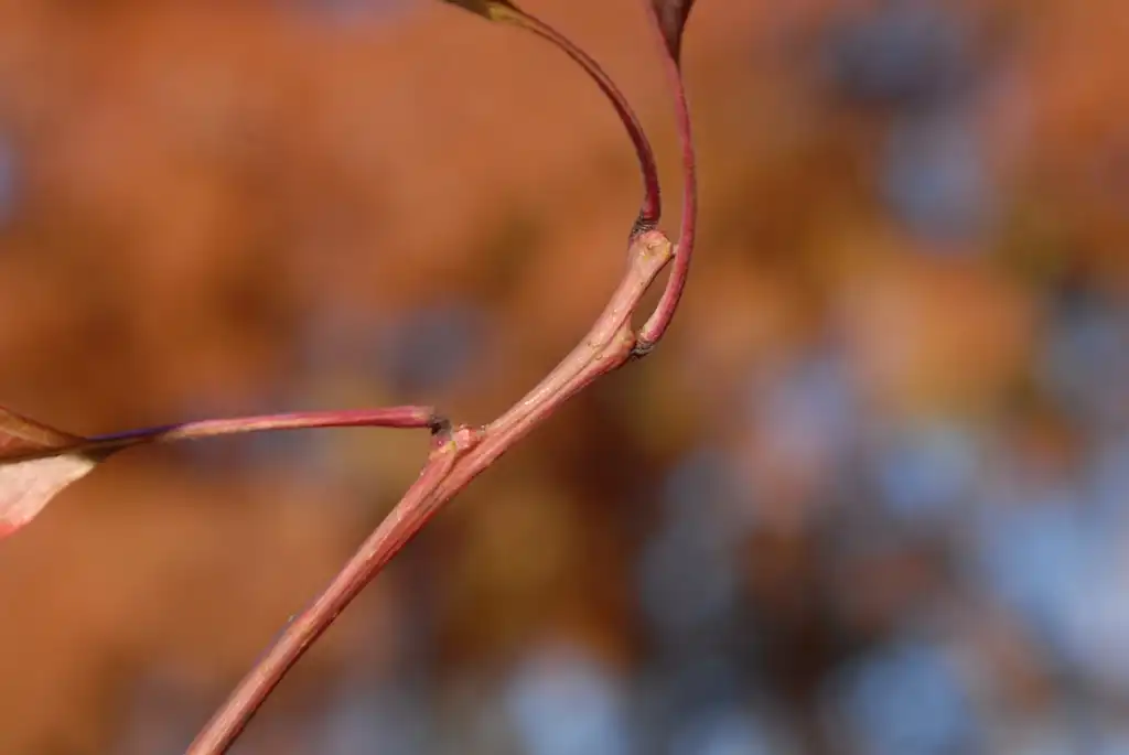 Фото Oxydendrum arboreum - Bud:Jim Robbins