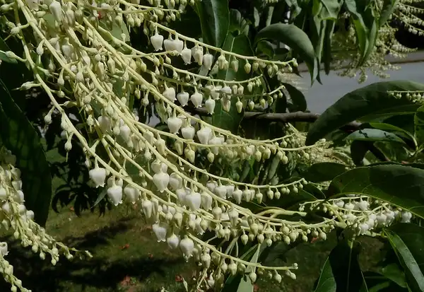 Фото Oxydendrum arboreum - :Wendy Cutler