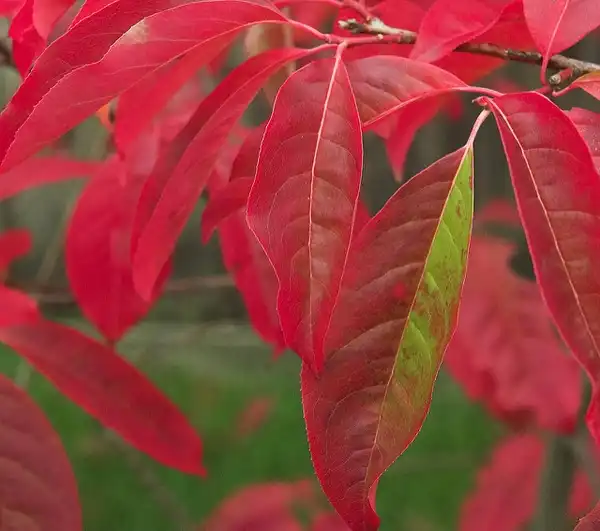 Фото Oxydendrum arboreum - :Steve Kaiser