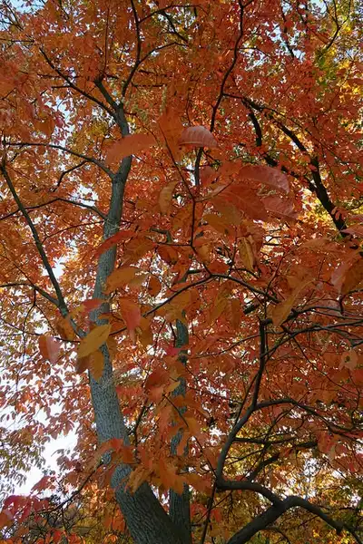 Фото Oxydendrum arboreum - :Kristine Paulus